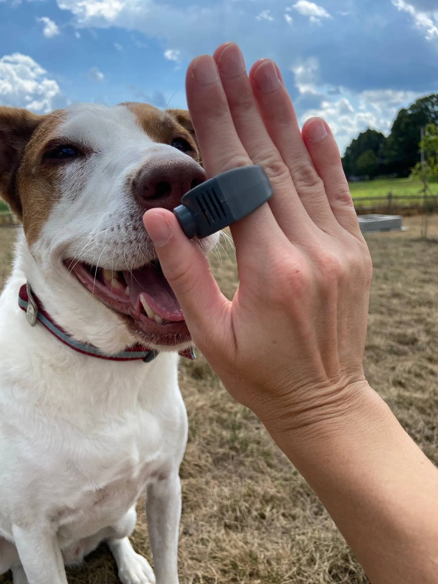 Clicino Clicker Ring