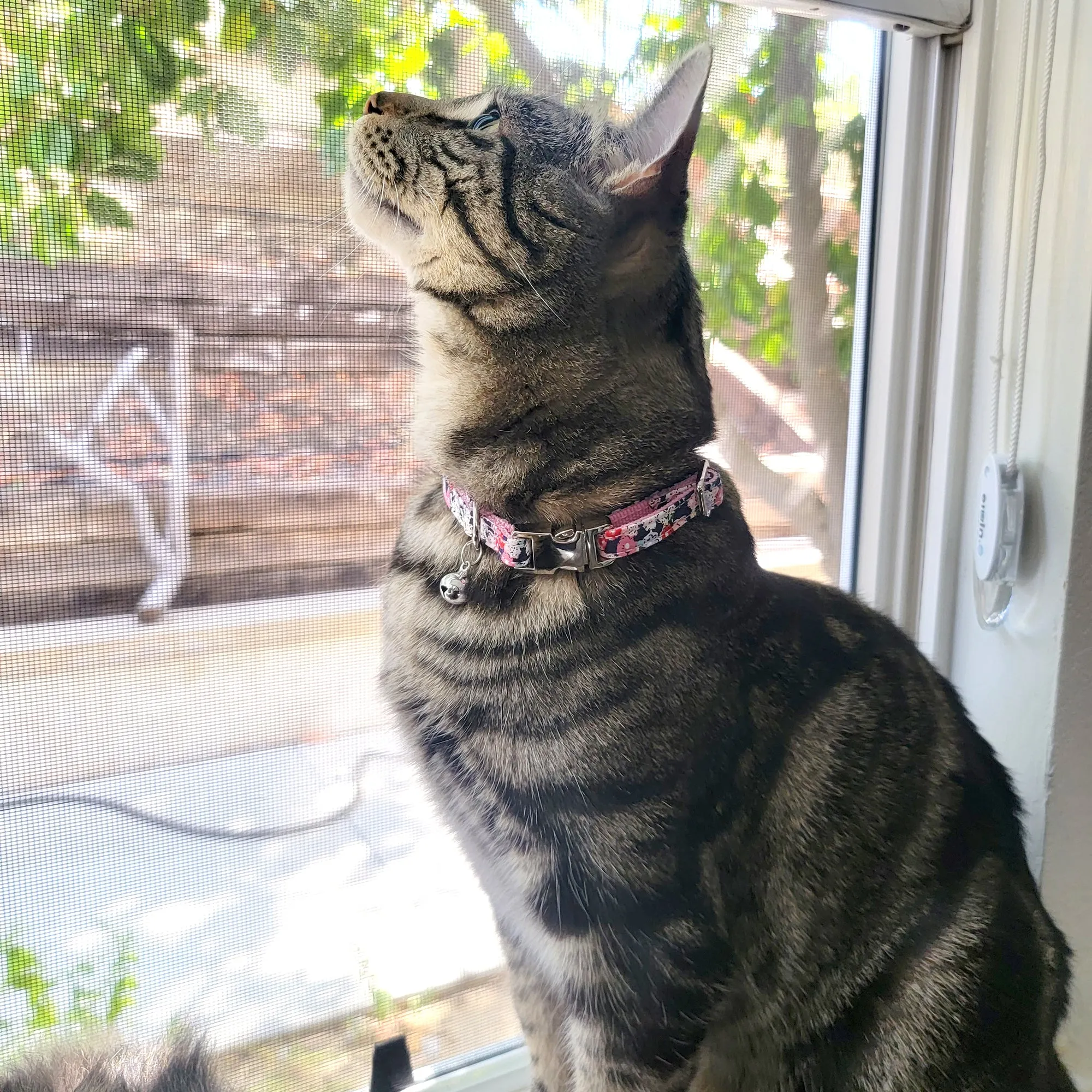 Cotton Floral Adjustable Cat Collar with Shiny Chrome Silver Buckle and Bell, 08-Navy Blue