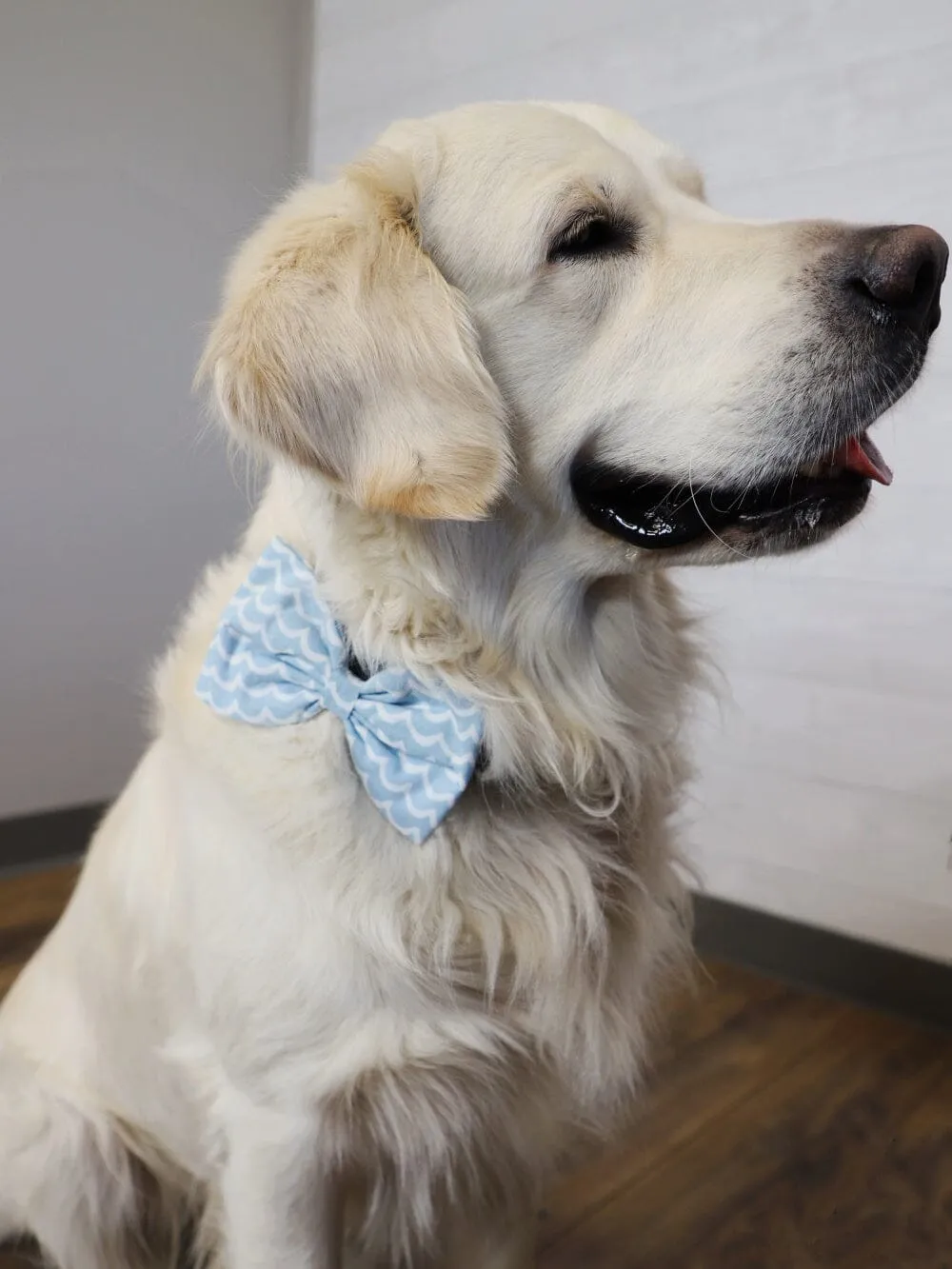 Dog Bow Tie - Perfect Wave Beach Blue