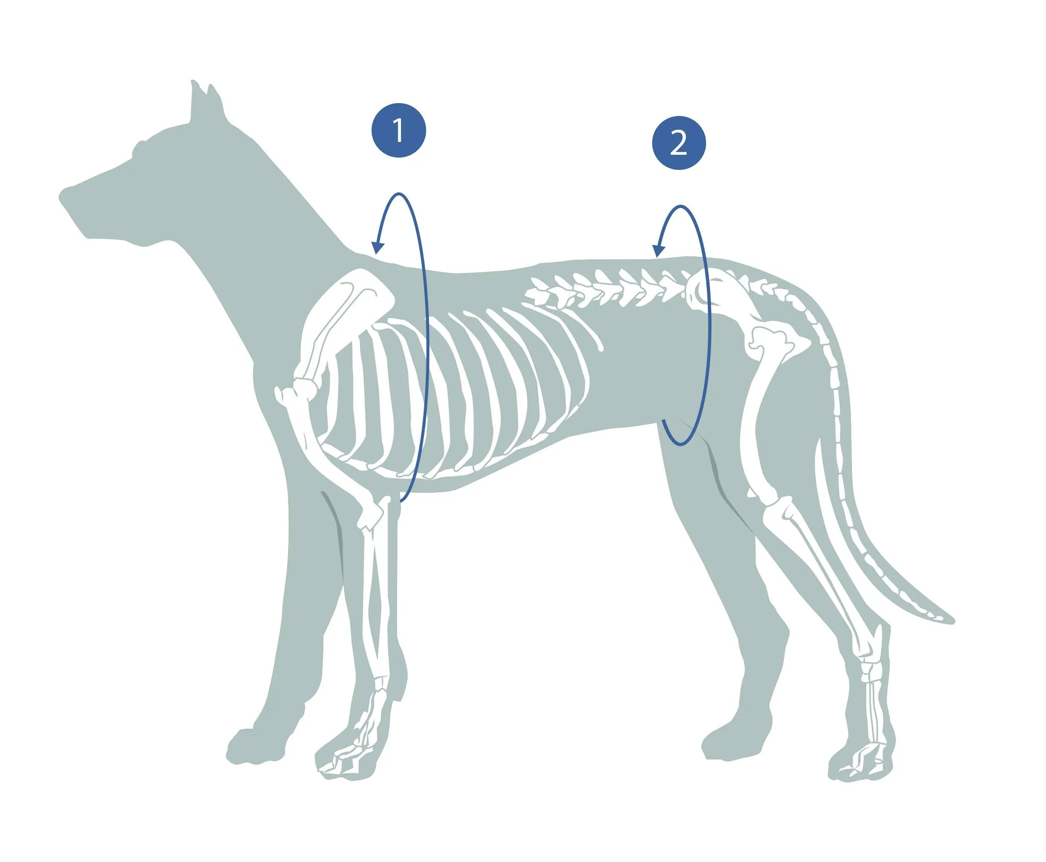 Medical Protection Cover -  Body