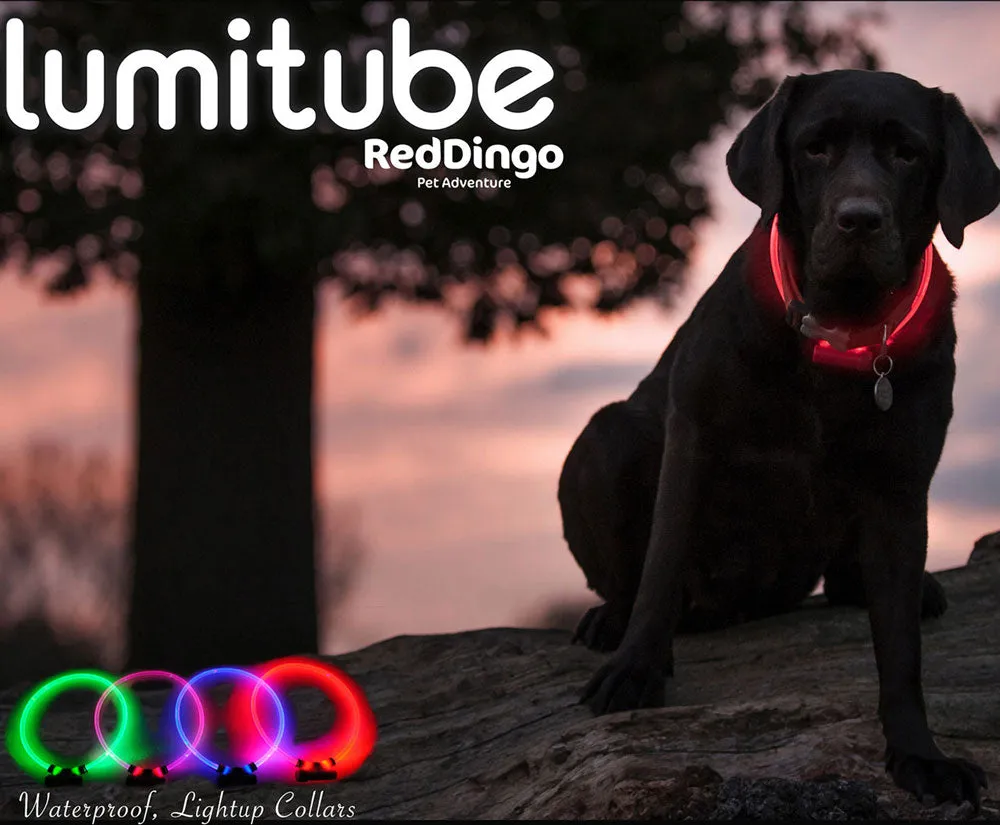 Red Dingo Lumitube Illuminated Safety Collar